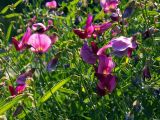 Lathyrus mulkak