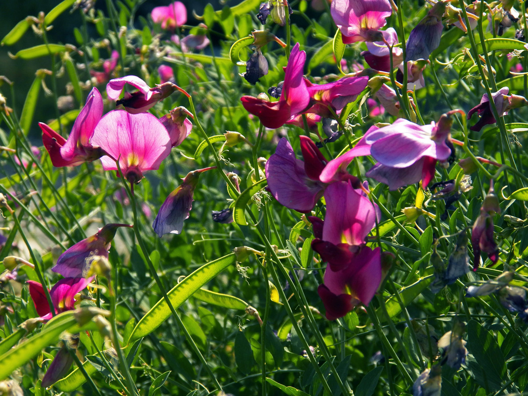 Изображение особи Lathyrus mulkak.