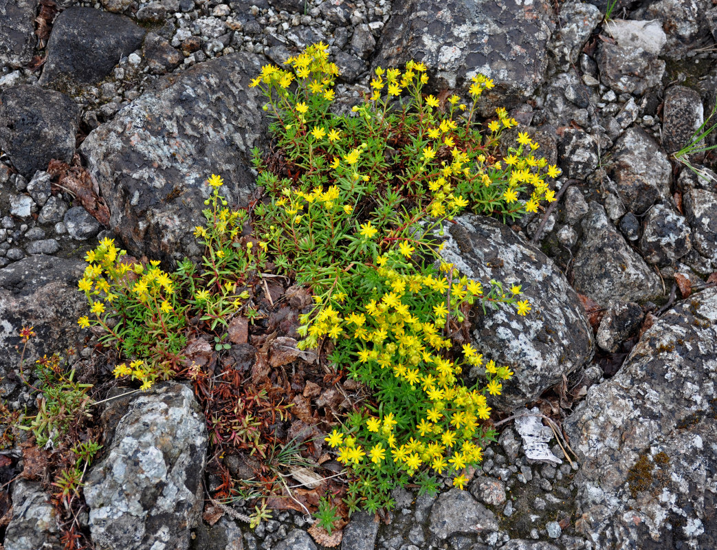 Изображение особи Saxifraga aizoides.