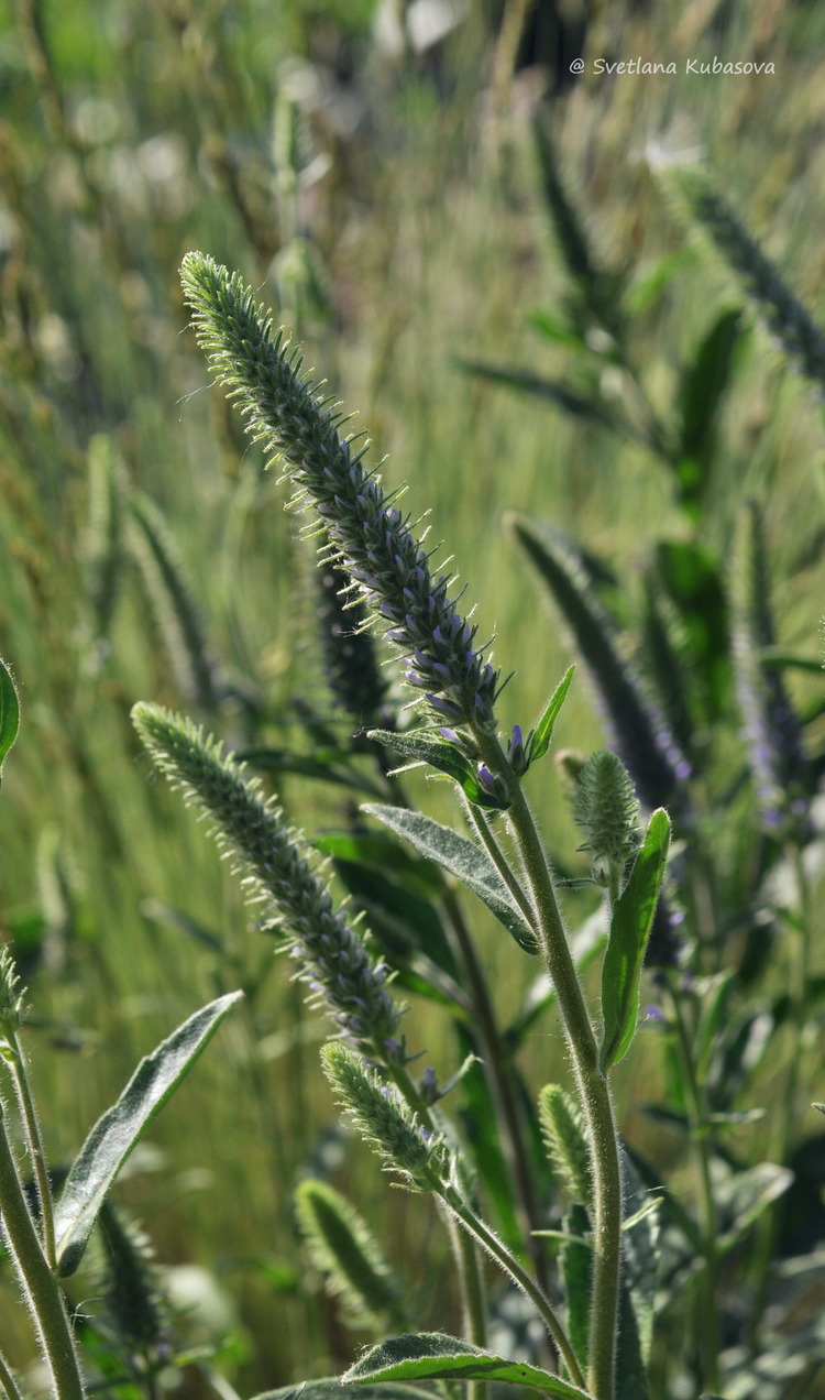 Image of Veronica porphyriana specimen.
