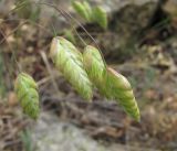 Bromus briziformis. Верхушка побега с колосками. Дагестан, Кумторкалинский р-н, хр. Нарат-Тюбе, каменистое место. 10.05.2018.