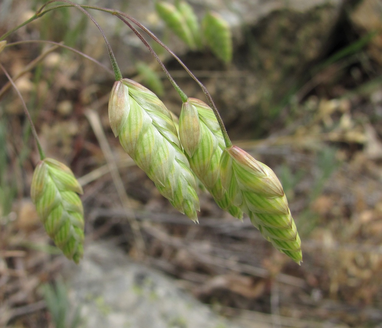 Image of Bromus briziformis specimen.