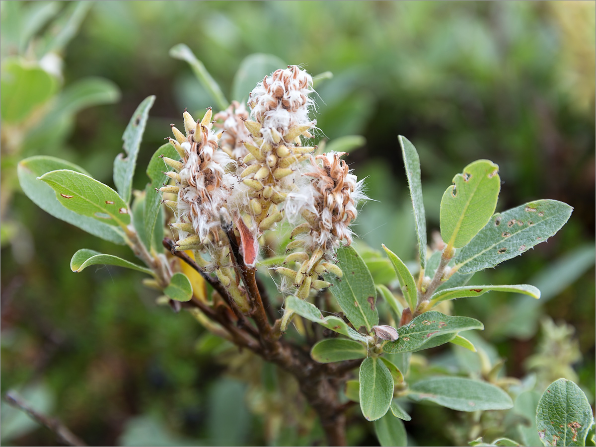 Изображение особи Salix glauca.