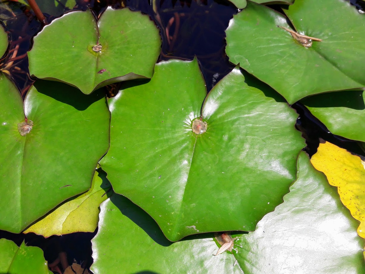 Image of Nymphaea nouchali var. zanzibariensis specimen.