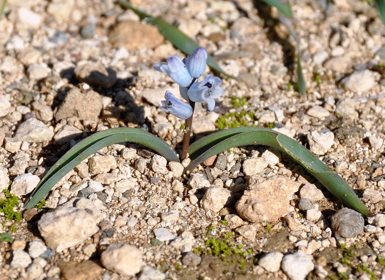 Image of Hyacinthella millingenii specimen.