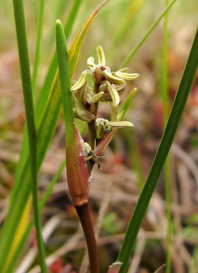 Изображение особи Scheuchzeria palustris.