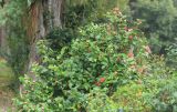 Camellia japonica. Цветущее растение. Абхазия, г. Сухум, гора Трапеция, в культуре. 6 марта 2016 г.