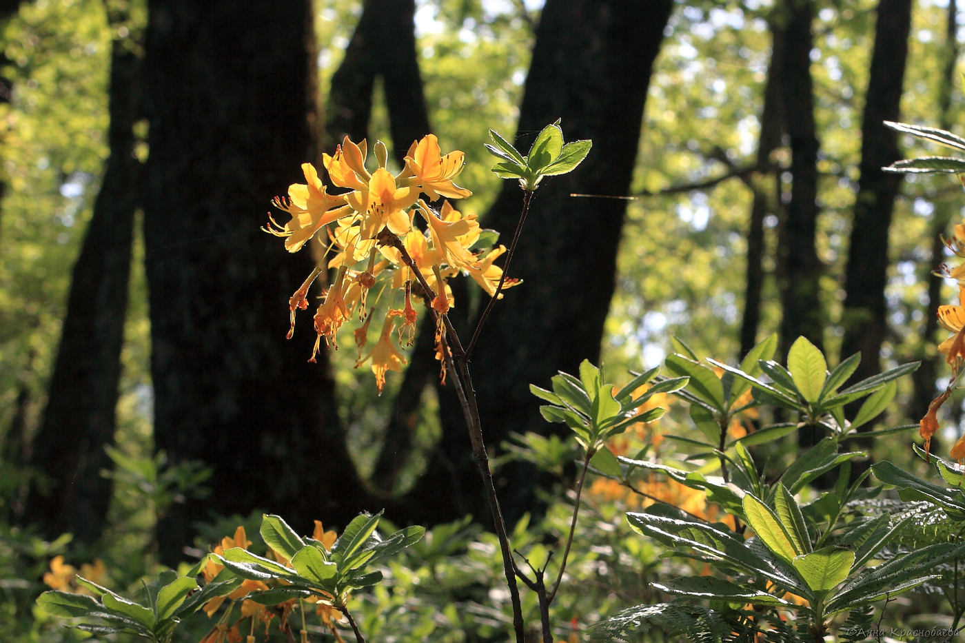Image of Rhododendron luteum specimen.