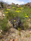 Othonna parviflora