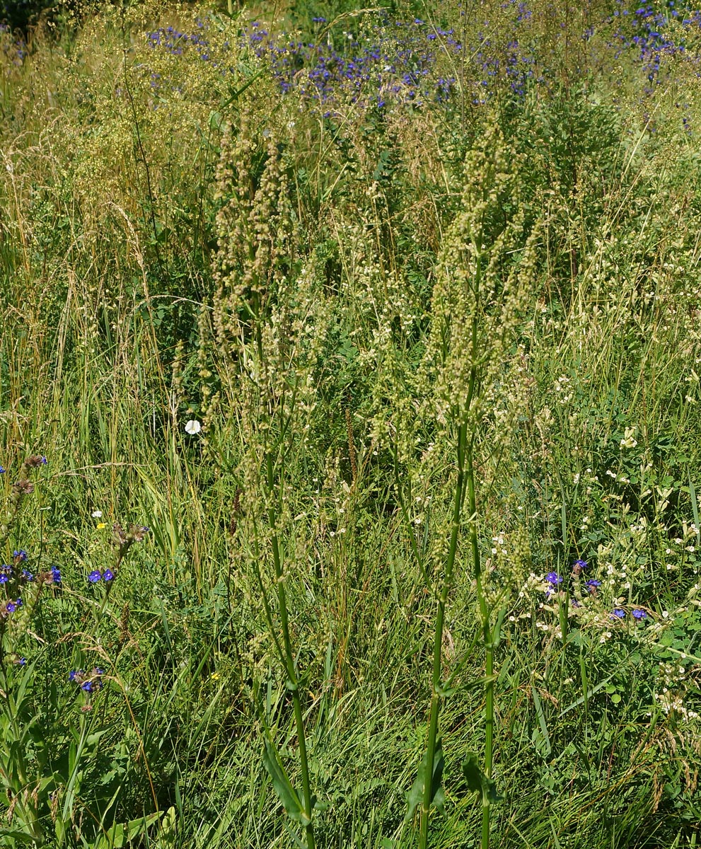 Изображение особи Rumex acetosa.