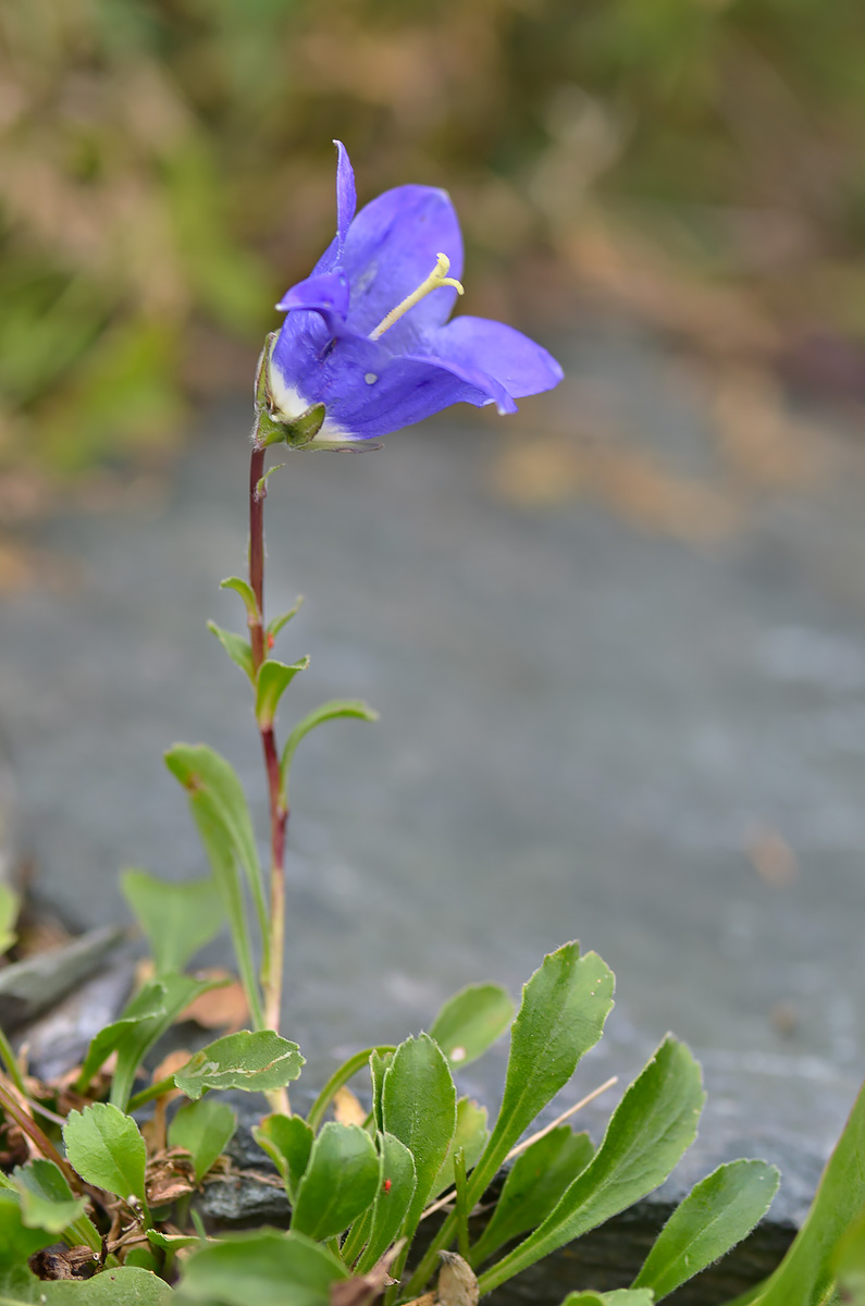 Image of Campanula saxifraga specimen.