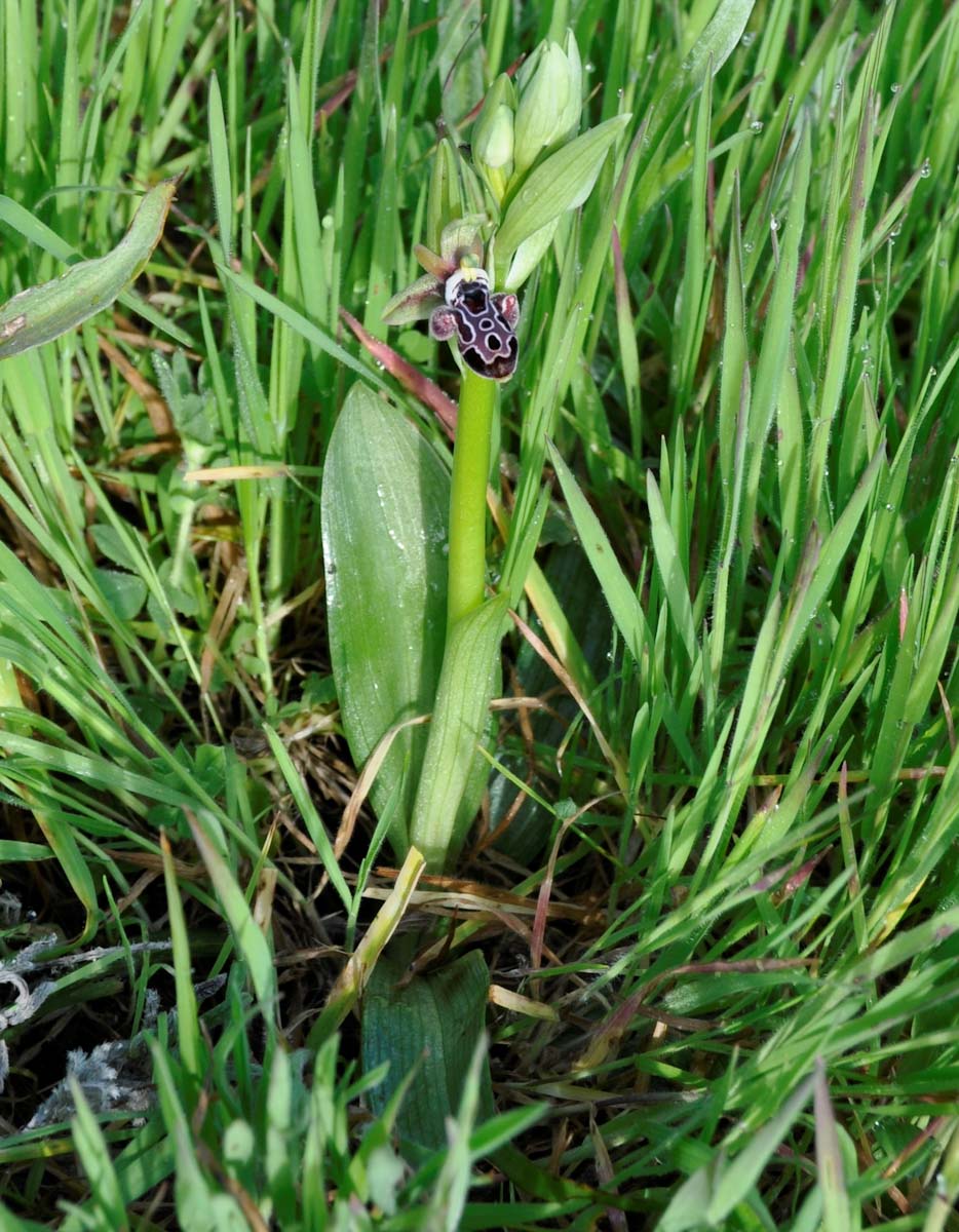 Изображение особи Ophrys kotschyi.