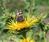 Inula helenium. Соцветие с кормящейся бабочкой. Казахстан, Восточно-Казахстанская обл., Уланский р-н, окр.с. Украинка, луг. 05.07.2011.