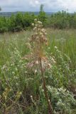 Allium paczoskianum