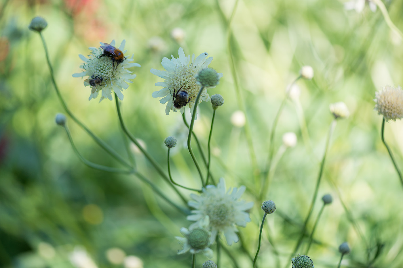 Изображение особи Cephalaria gigantea.