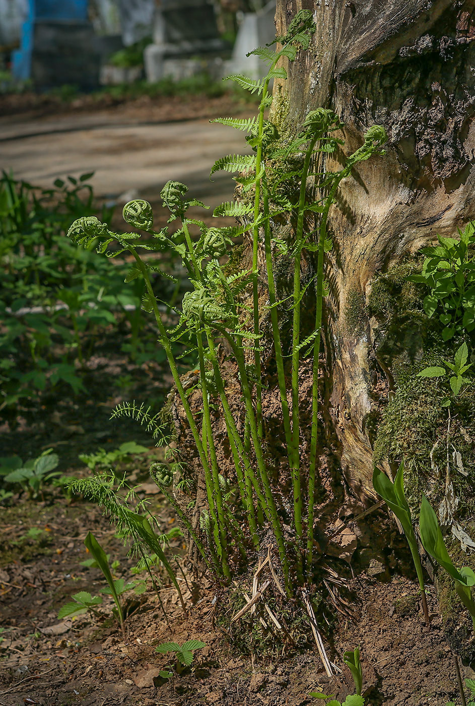 Image of Athyrium filix-femina specimen.