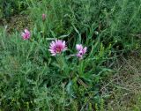 Tragopogon marginifolius. Цветущее растение. Астраханская обл., Богдинско-Баскунчакский заповедник, гора Большое Богдо, сухая степь. 01.05.2019.