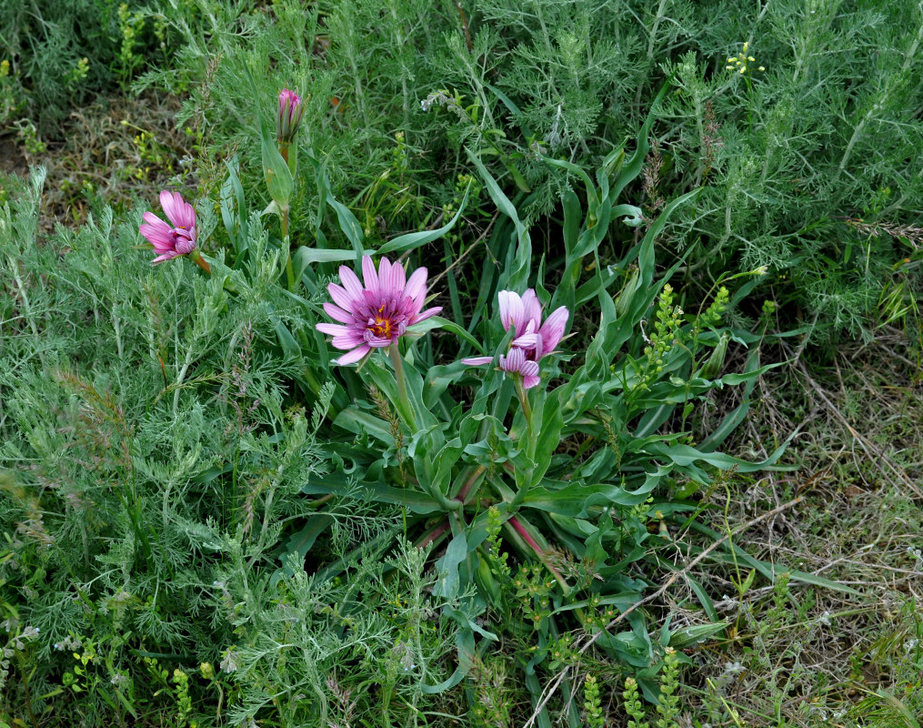 Изображение особи Tragopogon marginifolius.