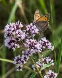 Origanum vulgare