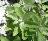 Elaeagnus angustifolia. Верхушки молодых побегов из нароста на стволе. Тверская обл., г. Тверь, Заволжский р-н, набережная Афанасия Никитина, парк около Речного вокзала, в культуре. 19 мая 2019 г.