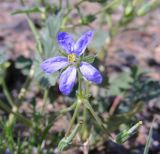 Erodium oxyrhynchum