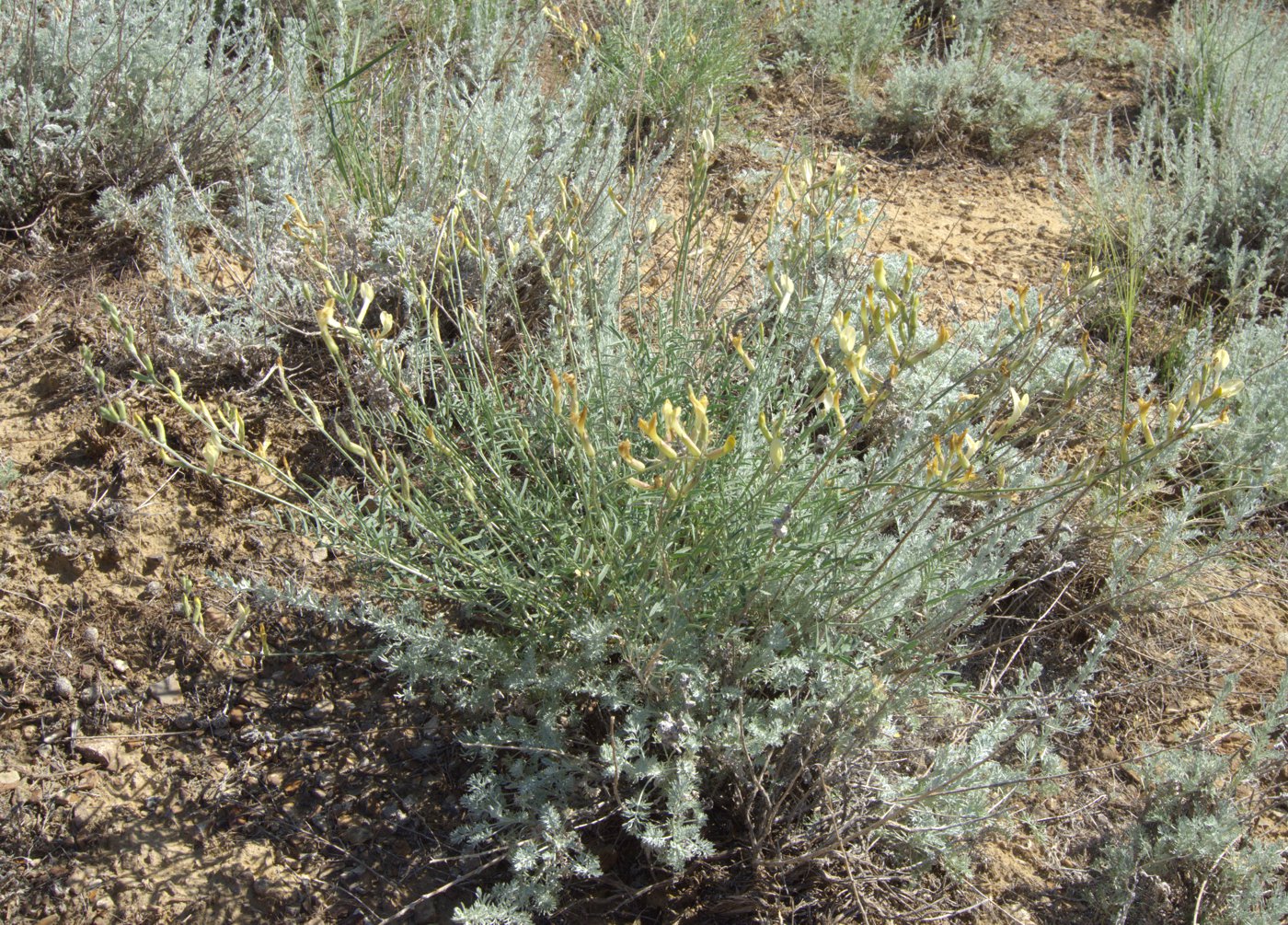 Image of Astragalus storozhevae specimen.