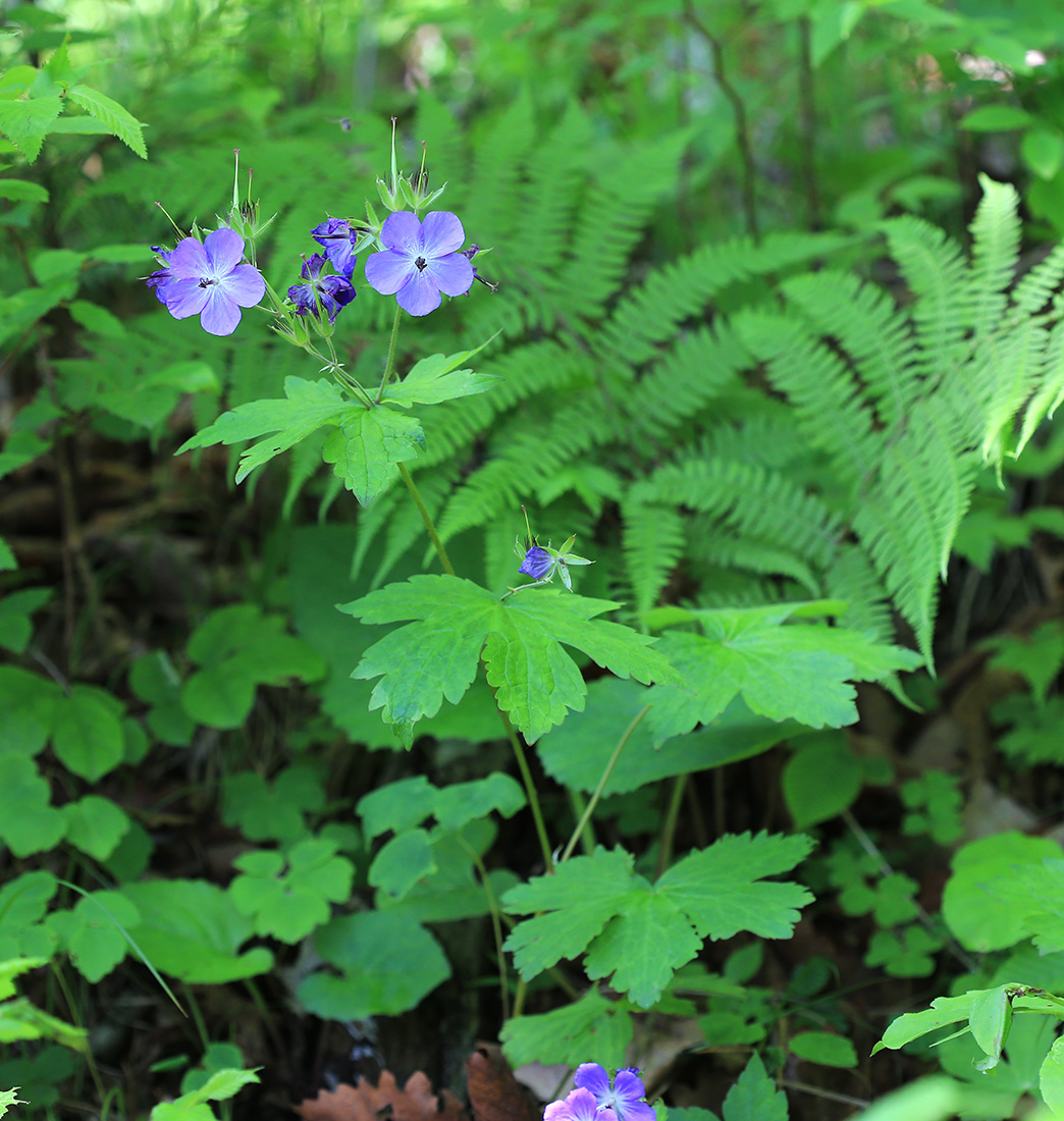 Image of Geranium platyanthum specimen.