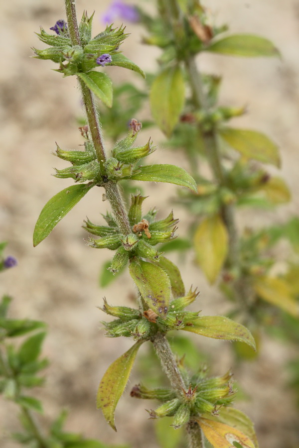 Image of Ziziphora acinos specimen.