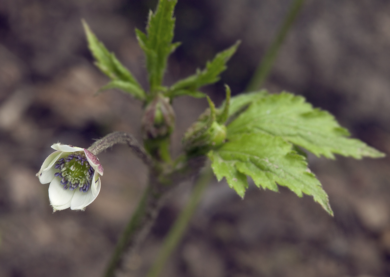 Image of Anemone rivularis specimen.