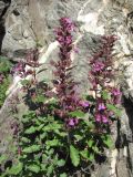 Teucrium chamaedrys. Цветущее растение. Кабардино-Балкария, Эльбрусский р-н, окр. с. Былым, ок. 1200 м н.у.м., скала. 03.07.2019.