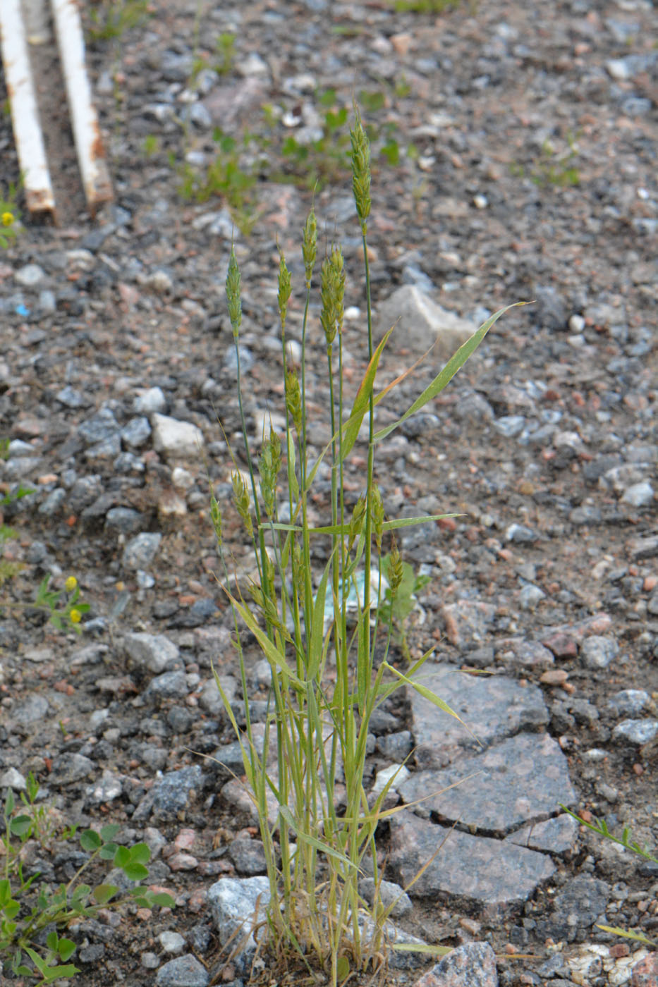 Image of genus Triticum specimen.