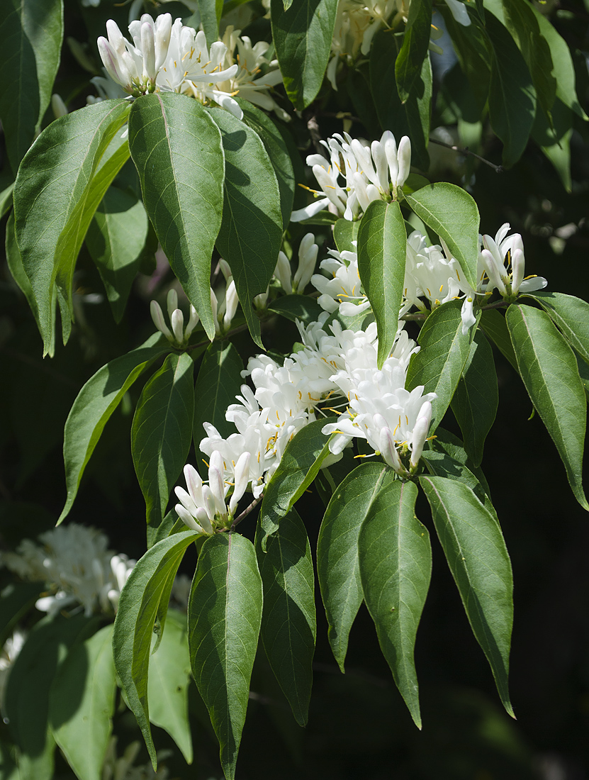 Image of Lonicera maackii specimen.