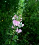 Ononis arvensis ssp. spinescens