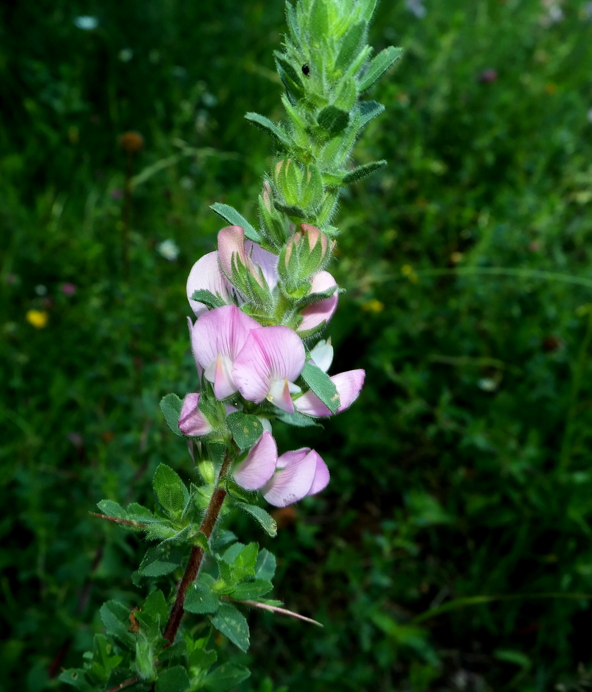 Изображение особи Ononis arvensis ssp. spinescens.