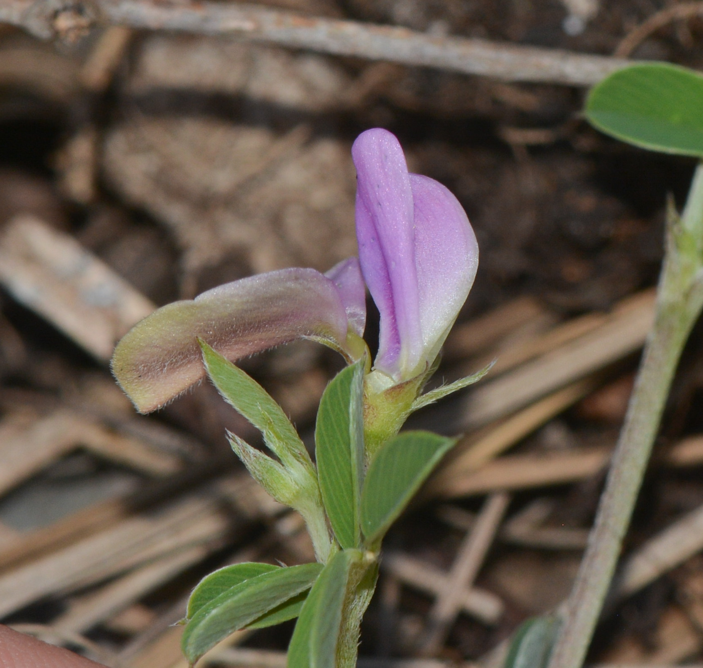 Image of Tephrosia uniflora specimen.