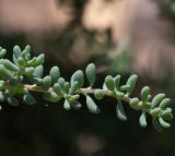 Maireana brevifolia