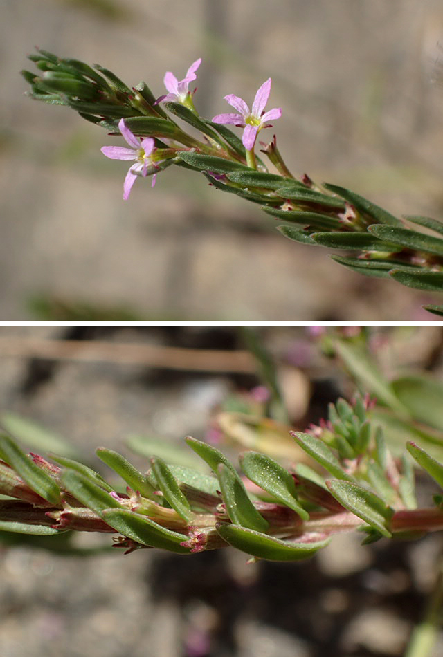 Image of Lythrum hyssopifolia specimen.