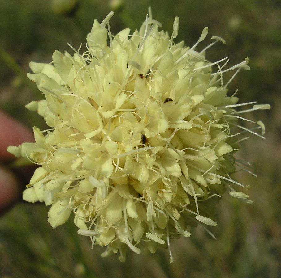 Image of Cephalaria uralensis specimen.