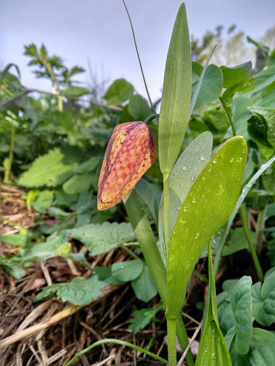 Image of Fritillaria ophioglossifolia specimen.
