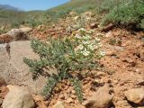 genus Schrenkia