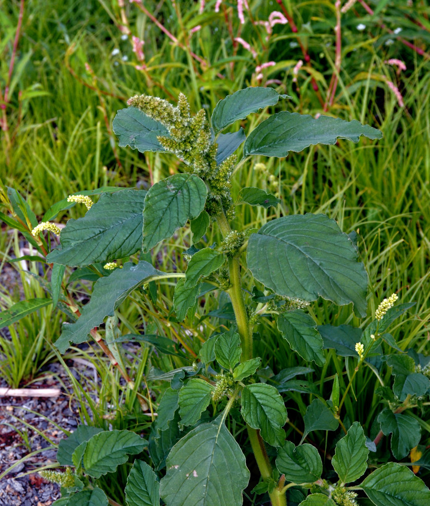 Изображение особи Amaranthus retroflexus.