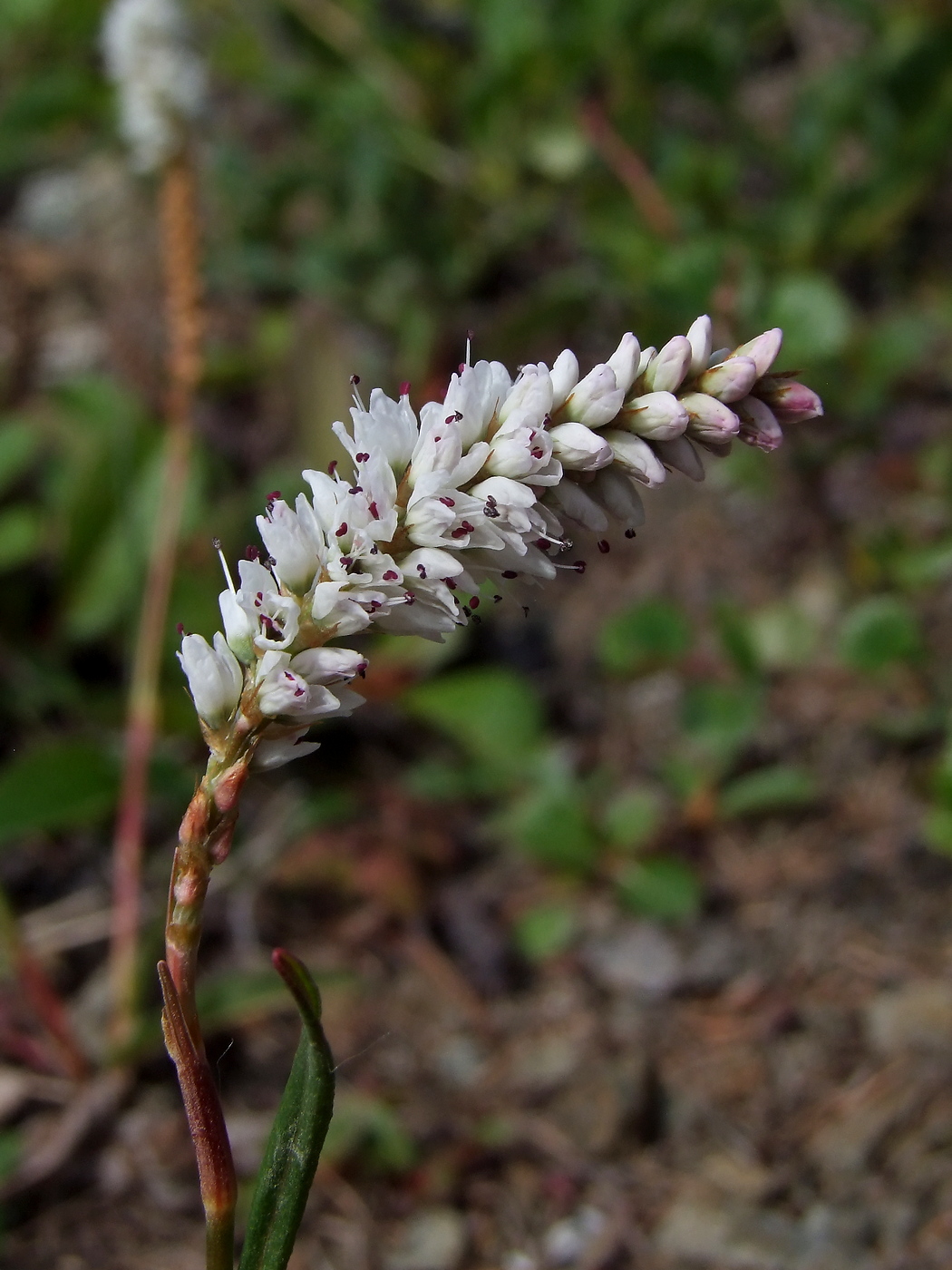 Image of Bistorta vivipara specimen.