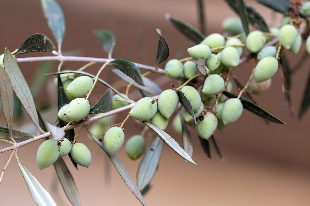 Image of Olea europaea specimen.