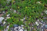 Potentilla reptans. Цветущие растения. Сербия, национальный парк Тара, плоскогорье Равна Тара, западный берег оз. Заовине, каменистый берег. 09.07.2019.
