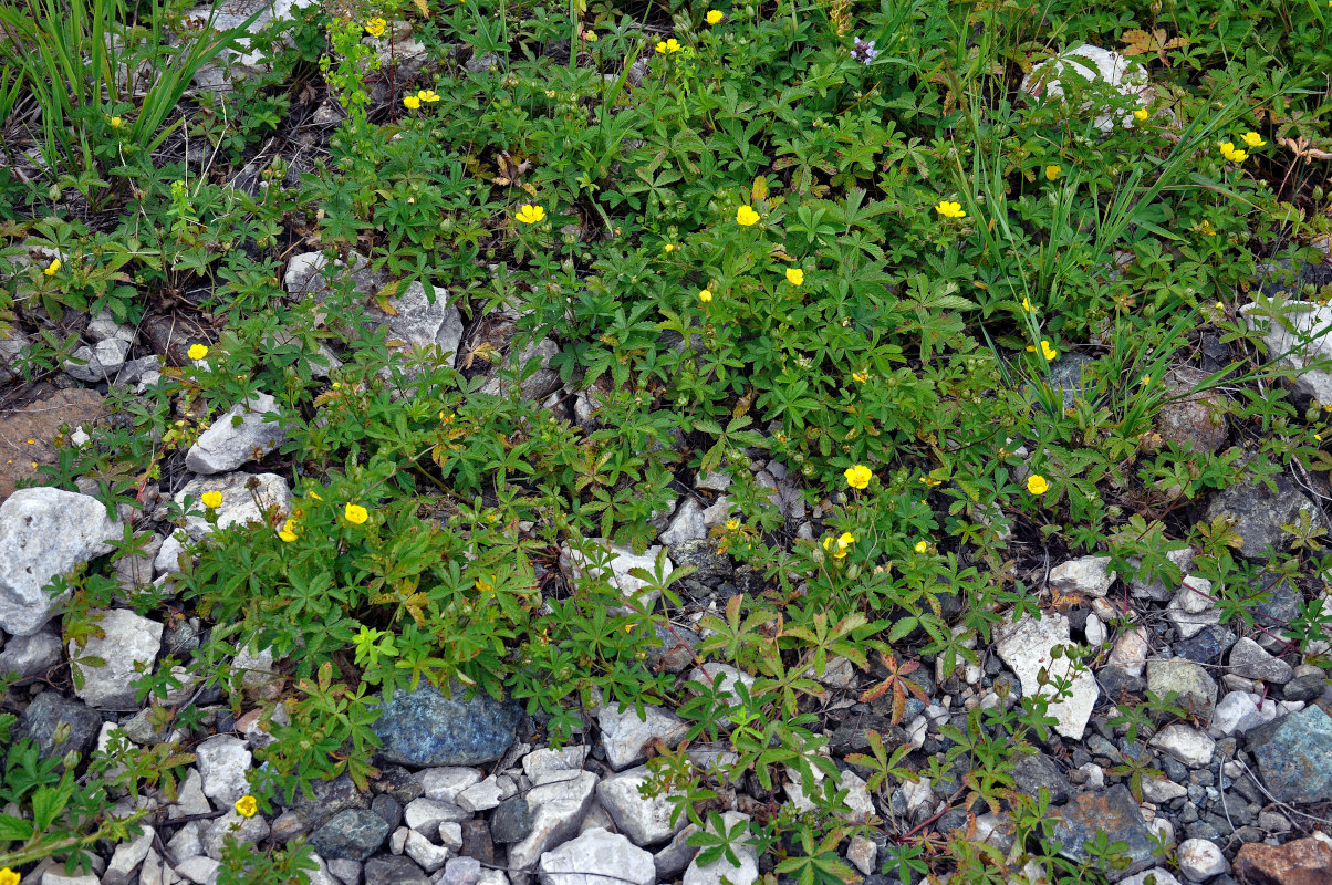 Image of Potentilla reptans specimen.