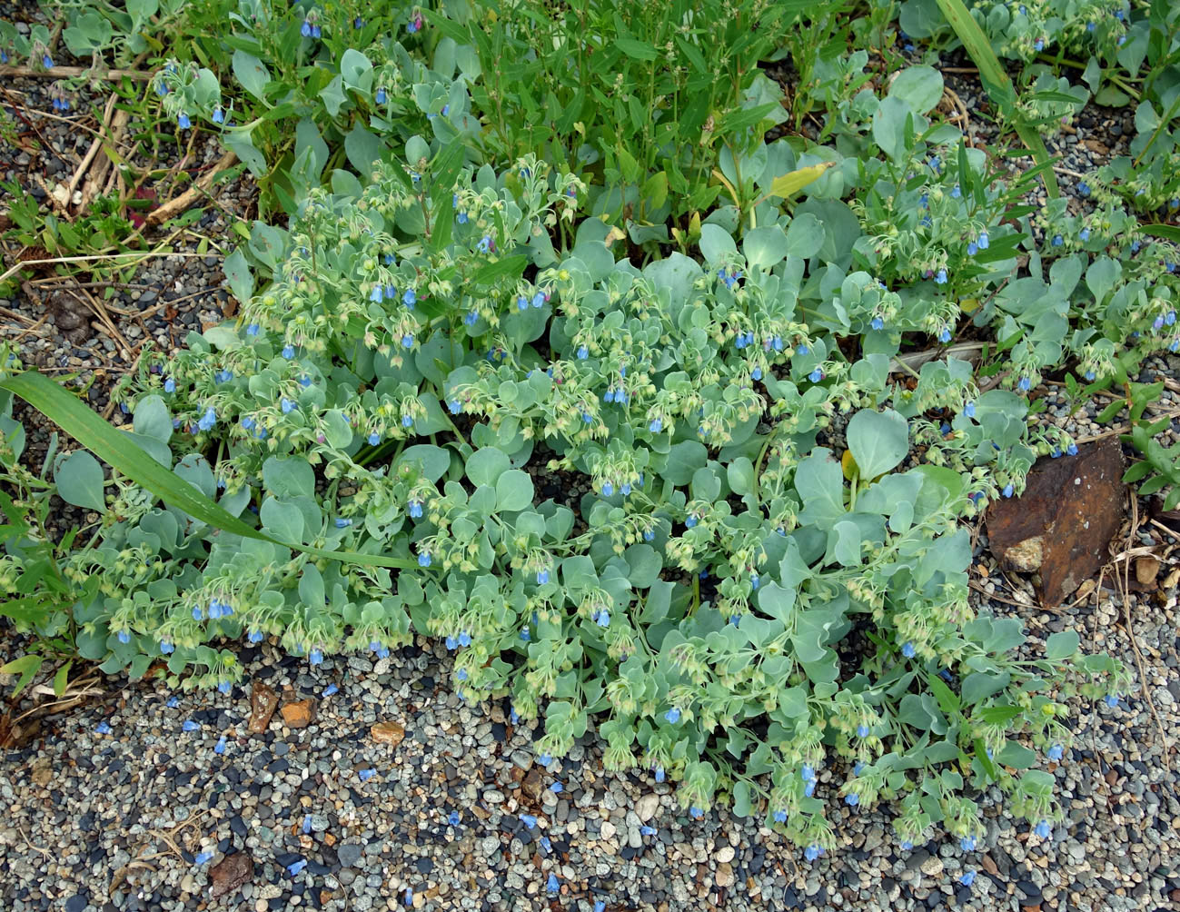 Изображение особи Mertensia maritima.