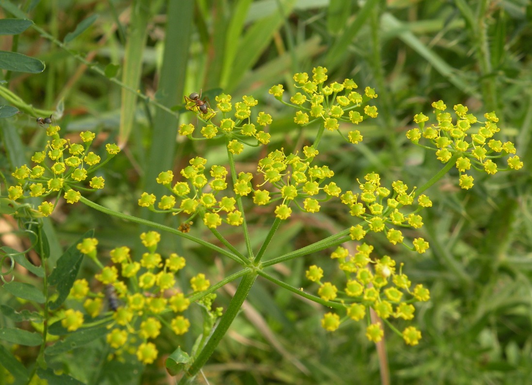 Изображение особи Pastinaca sylvestris.