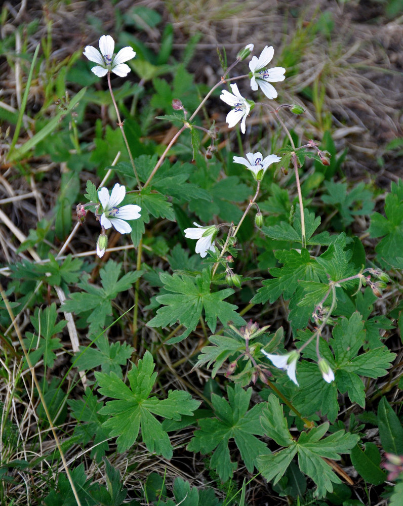 Image of Geranium krylovii specimen.