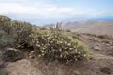 Euphorbia regis-jubae