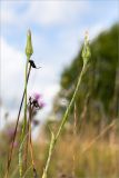 Tragopogon pratensis